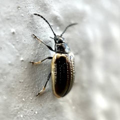 Microtheca
