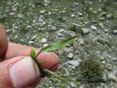 Digitaria ternata