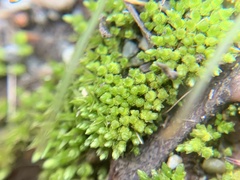 Bryum barnesii