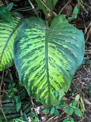 Dieffenbachia seguine