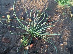 Allium haematochiton