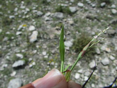 Digitaria ternata