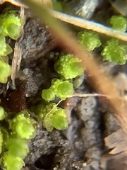 Bryum barnesii
