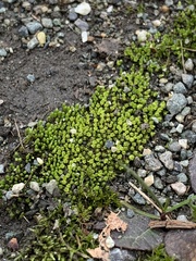 Bryum barnesii