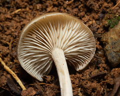 Entolomataceae