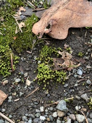 Bryum barnesii