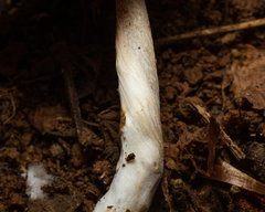 Entolomataceae