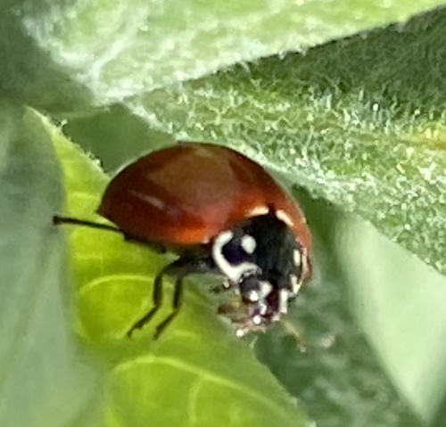 iNaturalist observation photo of Spotless Lady Beetle