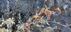 Lyrocarpa coulteri