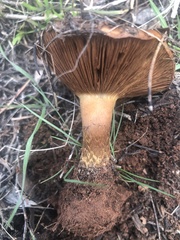 Pholiota foedata