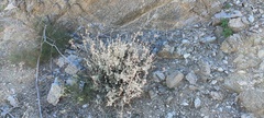 Lyrocarpa coulteri