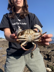 Metacarcinus anthonyi