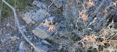 Lyrocarpa coulteri