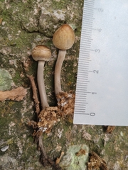 Panaeolus cinctulus