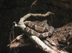 Bothrops jararaca