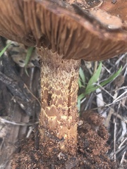 Pholiota foedata