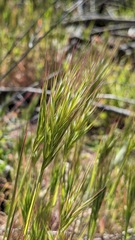 Bromus rubens
