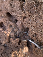 Pheidole pilifera