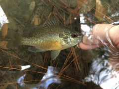 Lepomis marginatus