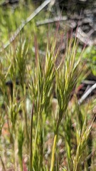 Bromus rubens