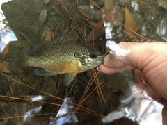 Lepomis marginatus