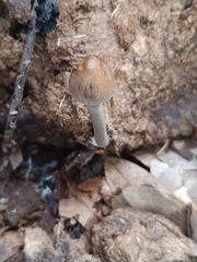 Panaeolus cinctulus