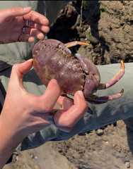 Metacarcinus anthonyi