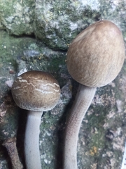 Panaeolus cinctulus