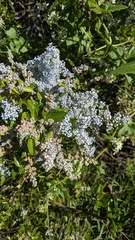 Ceanothus spinosus