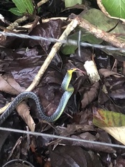 Chironius multiventris