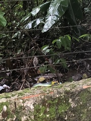 Chironius multiventris