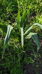 Chlorogalum pomeridianum