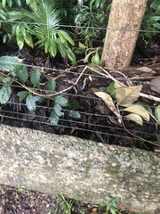 Chironius multiventris