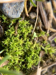 Pseudocrossidium hornschuchianum