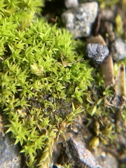 Pseudocrossidium hornschuchianum