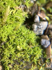 Pseudocrossidium hornschuchianum