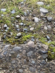 Pseudocrossidium hornschuchianum