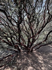 Arctostaphylos pallida