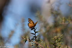 Heteronympha penelope
