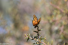 Heteronympha penelope