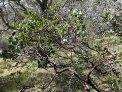 Arctostaphylos pallida