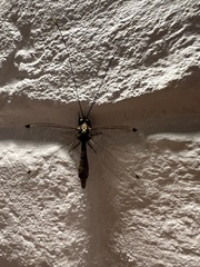 Ascalorphne macrocerca