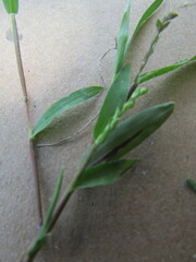 Setaria grisebachii