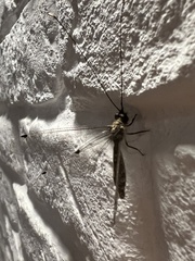 Ascalorphne macrocerca