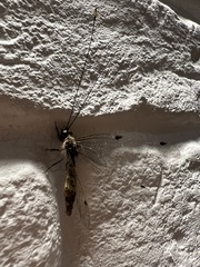 Ascalorphne macrocerca