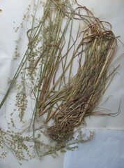 Poa sylvestris