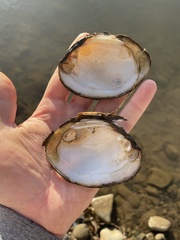 Ortmanniana ligamentina