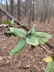 Bignonia capreolata
