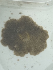 Planoceridae