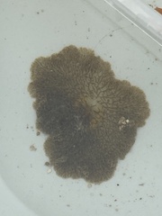 Planoceridae